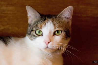Forgotten Ones Cat Rescue